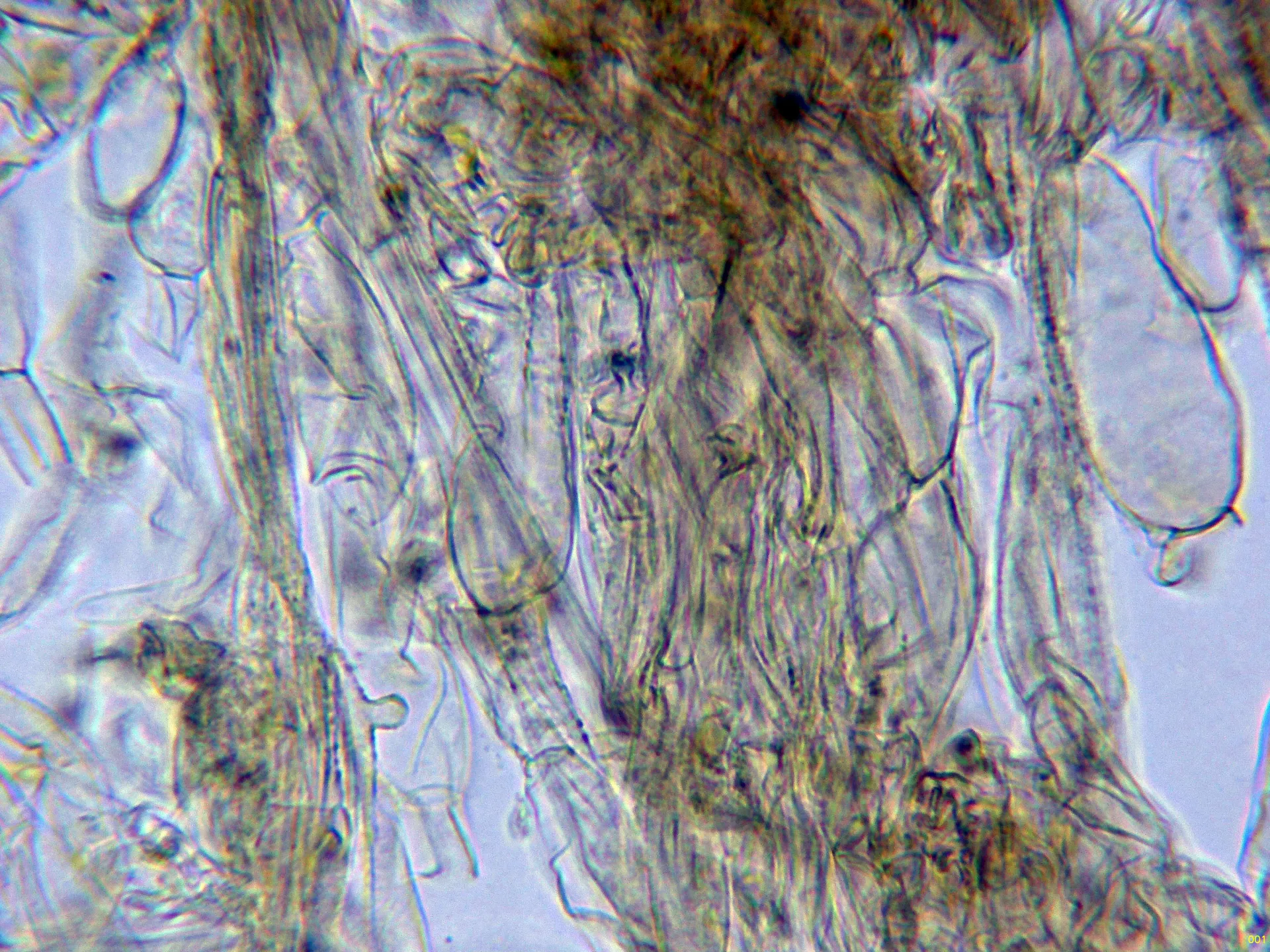 10 - Subpellis agua-001